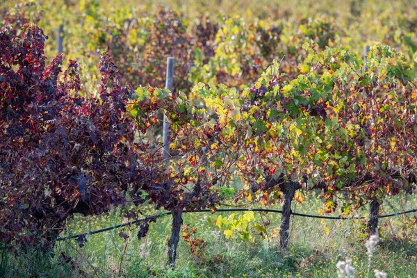 Vinice Vinařství Vesnici Evoramonte Alentejo Portugalsku Portugalsko Evoramonte Říjen 2021 — Stock fotografie