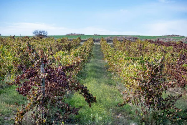 Vinice Vinařství Vesnici Evoramonte Alentejo Portugalsku Portugalsko Evoramonte Říjen 2021 — Stock fotografie