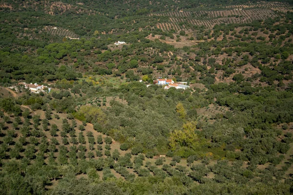 Olivenbäume Dorf Evoramonte Alentejo Portugal Portugal Evoramonte Oktober 2021 — Stockfoto