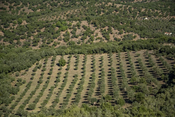 Olivenbäume Dorf Evoramonte Alentejo Portugal Portugal Evoramonte Oktober 2021 — Stockfoto