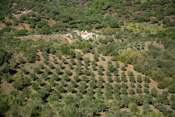 Olivenbäume Dorf Evoramonte Alentejo Portugal Portugal Evoramonte Oktober 2021 — Stockfoto