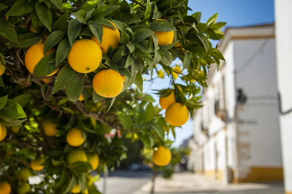 Drzewo Pomarańczowe Mieście Vila Vicosa Alentejo Portugalii Portugalia Vila Vicosa — Zdjęcie stockowe