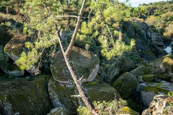 ポルトガルのAlentejoのSume村の近くにあるRibeira Sorの石のキャニオン ポルトガル 2021年10月 — ストック写真