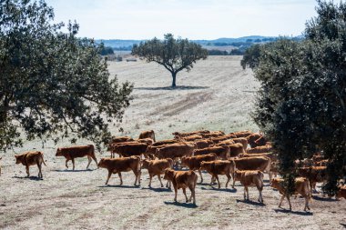 Portekiz, Alentejo 'daki Portel kasabası yakınlarında bir sığır çiftliği. Portekiz, Portel, Ekim 2021