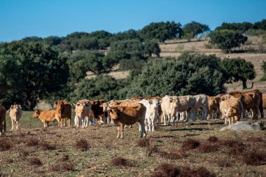 Portekiz, Alentejo 'daki Portel kasabası yakınlarında bir sığır çiftliği. Portekiz, Portel, Ekim 2021