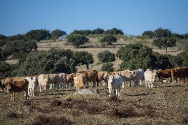 Portekiz, Alentejo 'daki Portel kasabası yakınlarında bir sığır çiftliği. Portekiz, Portel, Ekim 2021