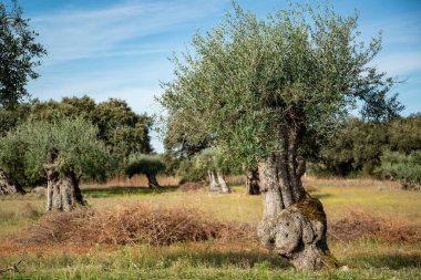 Portekiz 'in Alentejo şehrindeki Reguengos de Monsaraz kasabası yakınlarında zeytin ağaçları ve ekinleri. Portekiz, Reguengos de Monsaraz, Ekim 2021