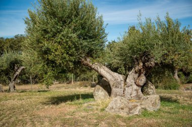 Portekiz 'in Alentejo şehrindeki Reguengos de Monsaraz kasabası yakınlarında zeytin ağaçları ve ekinleri. Portekiz, Reguengos de Monsaraz, Ekim 2021