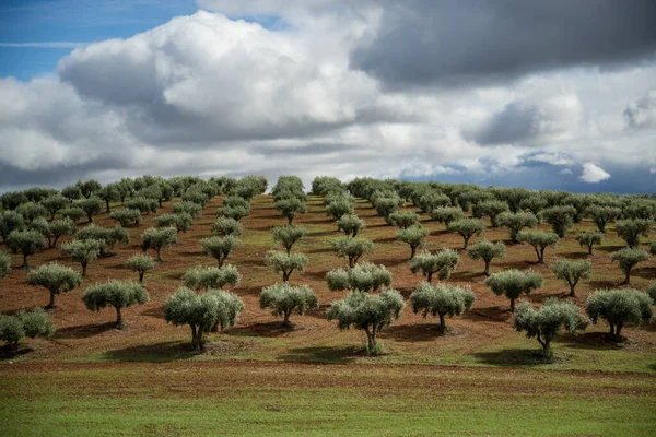 Olivträdplantering Byn Juromenha Alentejo Portugal Portugal Juromenha Oktober 2021 — Stockfoto