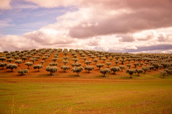 Portekiz Alentejo Daki Juromenha Köyünde Bir Zeytin Ağacı Çiftliği Portekiz — Stok fotoğraf