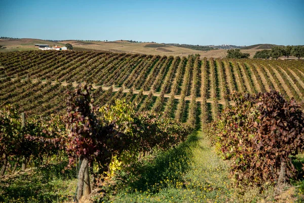 Vinařství Vinařství Blízkosti Města Reguengos Monsaraz Alentejo Portugalsku Portugalsko Reguengos — Stock fotografie