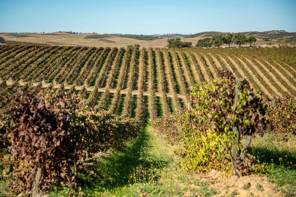 Vinařství Vinařství Blízkosti Města Reguengos Monsaraz Alentejo Portugalsku Portugalsko Reguengos — Stock fotografie