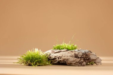 Arka planda ağaç kabuğu ve yosun bileşimi. Organik kozmetik ürünler için soyut podyum. Sunum ve sergi için doğal bir duruş. Asgari biçim