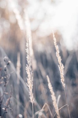 Sonbaharda pampa otları. Doğal arka plan. Kuru bej kamış. Pastel nötr renkler ve toprak renkleri. Seçici odak.