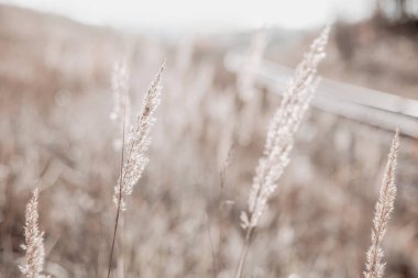 Sonbaharda pampa otları. Doğal arka plan. Kuru bej kamış. Pastel nötr renkler ve toprak renkleri. Seçici odak.