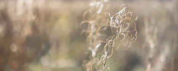 Suche Jesienne Trawy Polu Porannym Słońcu Trawa Pampas Jesienią Naturalne — Zdjęcie stockowe