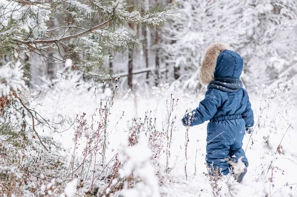 Child Walking Snowy Pine Forest Rear View Little Kid Boy — Stock Photo, Image
