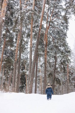 Rear view of child walking in snowy spruce forest. Little kid boy having fun outdoors in winter nature. Christmas holiday. Cute happy toddler in blue overalls and knitted scarf and cap playing in park