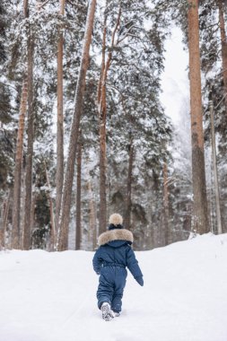 Rear view of child walking in snowy spruce forest. Little kid boy having fun outdoors in winter nature. Christmas holiday. Cute happy toddler in blue overalls and knitted scarf and cap playing in park