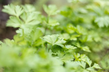 Bahçede taze organik yeşil maydanoz yaprakları. Yeşillik çiftliğine yakın çekim. Sağlıklı beslenme, doğal yemek.