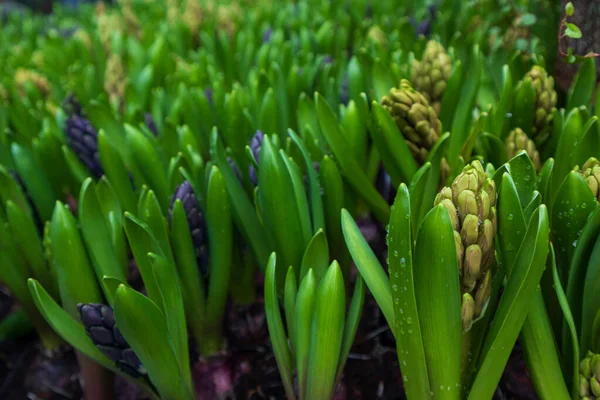 Mucho de un primer plano jacinto principios de primavera — Foto de Stock