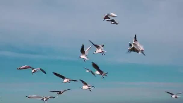 Чайки летят в воздухе против голубого неба — стоковое видео