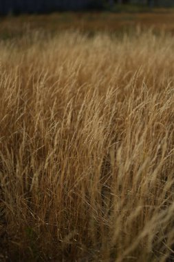 dry tall grass field