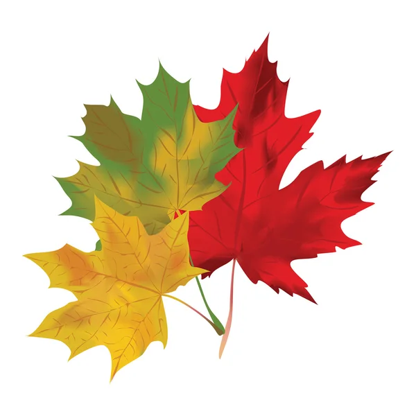 Autumn maple leaves on a white background. Red, green and yellow maple. Vector illustration. — Stock Vector