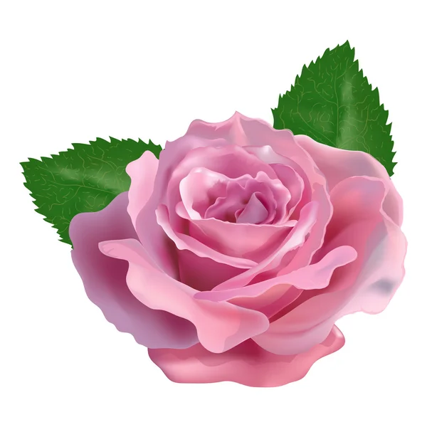 Rosa realistica su sfondo bianco — Vettoriale Stock