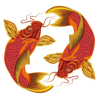 beyaz zemin üzerinde Japonca sazan.