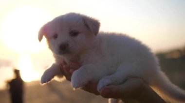 Gün batımından önce kumsalda insan elinin üzerinde oturan sevimli beyaz tüylü köpek yavrusu. 