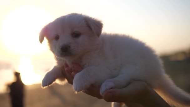 Gün batımından önce kumsalda insan elinin üzerinde oturan sevimli beyaz tüylü köpek yavrusu. — Stok video