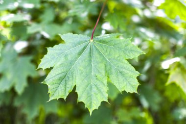 Orman ve ağaç arka plan üzerinde yeşil akçaağaç yaprağı