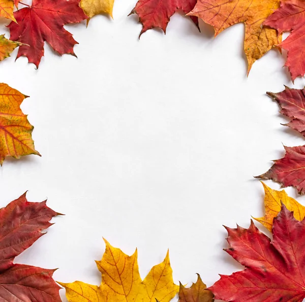 Sonbahar yaprakları çerçeve beyaz arkaplanda kopyalama alanı ile. Sonbahar konsepti. Düz konum, üst görünüm