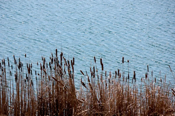 Rivière et lac — Photo