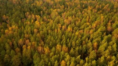 Güzel orman, kuş bakışı manzara, orman üzerinde uçan 4K 