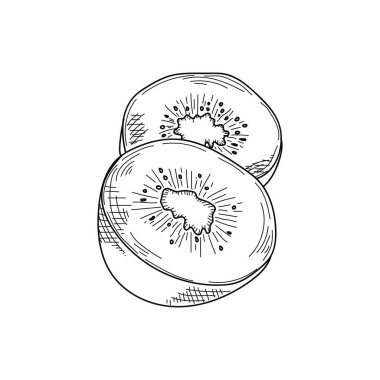Çizim, oyma, mürekkep, çizgi sanatı, vektör illüstrasyon kivi organik meyve çizimi beyaz arka planda silüet.