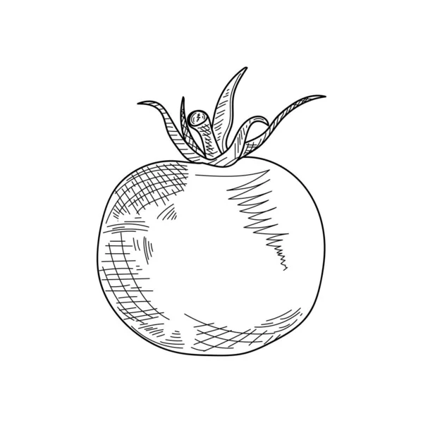 Dessin Gravure Encre Dessin Linéaire Illustration Vectorielle Délicieuse Tomate Cerise — Image vectorielle