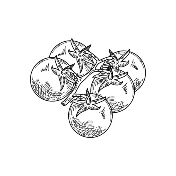 Рисунок Гравировка Чернила Линейное Искусство Векторная Иллюстрация Помидоры Вишня Органические — стоковый вектор