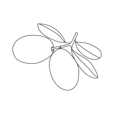 Çizim, oyma, mürekkep, çizgi sanatı, doğrusal, vektör illüstrasyon zeytinleri beyaz arkaplanda silüet içinde yaprak ikonu çizimi.