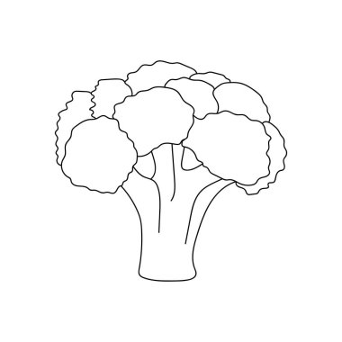 Çizim, oyma, mürekkep, çizgi sanatı, doğrusal, vektör illüstrasyonu ham brokoli simgesi çizimi beyaz arkaplanda silüet şeklinde.