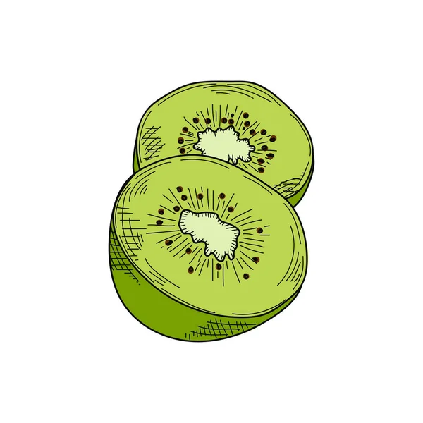 Dessin Gravure Encre Dessin Linéaire Illustration Vectorielle Kiwi Croquis Coloré — Image vectorielle