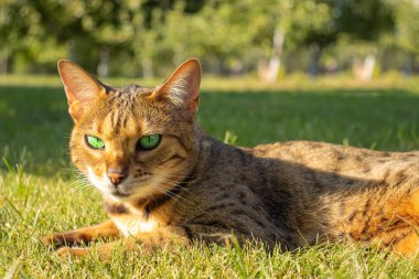 Bengal benekli yeşil gözlü kedi çimlere uzanıyor ve kameraya bakıyor.