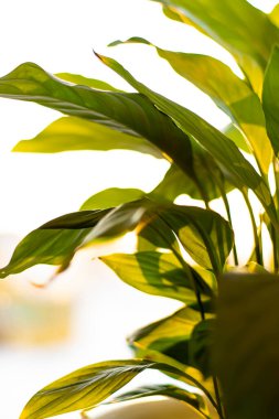 Spatthiphyllum gün batımında yapraklar