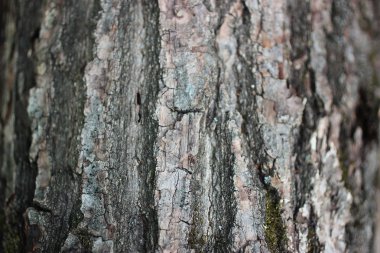 meşe ağacının kabuğu arka plan