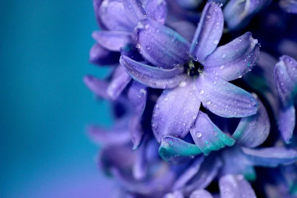 mavi zemin üzerine sümbül çiçekleri