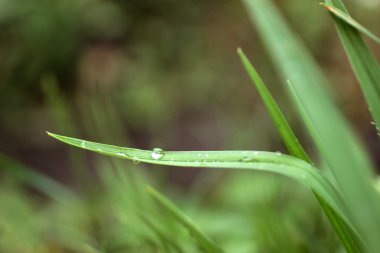 Blade of grass with waterdrop clipart