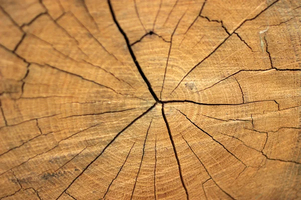 meşe ağacı yıl halkaları