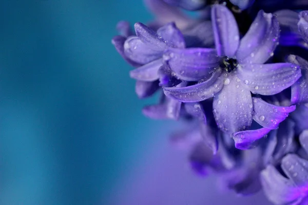 mavi zemin üzerine sümbül çiçekleri