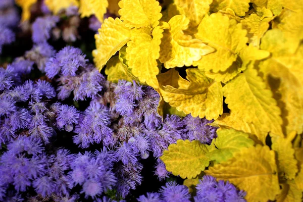 mor çiçekler ve sarı yapraklar